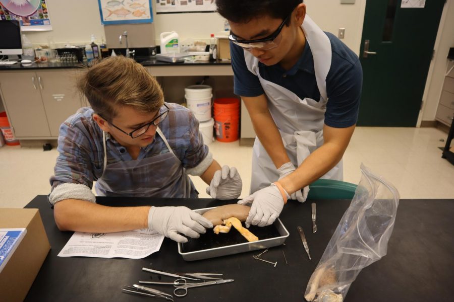 Students in Human Anatomy and Physiology dissect animals in order to learn about their own biology. 