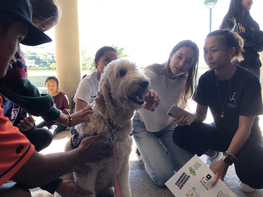 Therapy dogs at Mid-Pacific for exam week